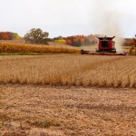 Autumn Harvest