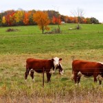 Herefords Looking for Warm Autumn