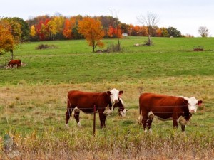 Herefords Looking for Warm Autumn