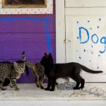 Kittens on Dog's Porch