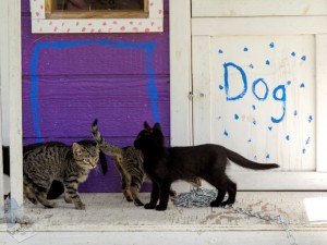 Kittens on Dog's Porch