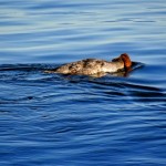 Female Common Merganser