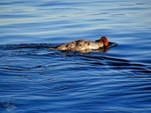 Female Common Merganser