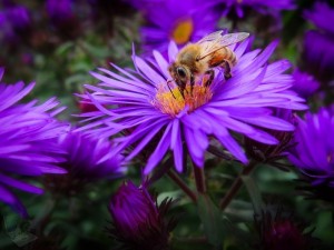 Honey Bee on Purple Aster