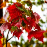 Waving Red Leaves