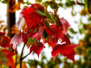 Waving Red Leaves