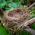 Nest for Rent