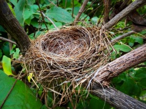 Nest for Rent