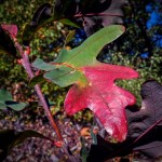 Slow Changing Oak Leaf