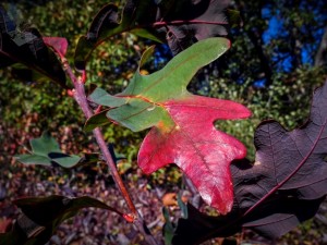 Slow Changing Oak Leaf