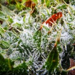 Frosted Thistle