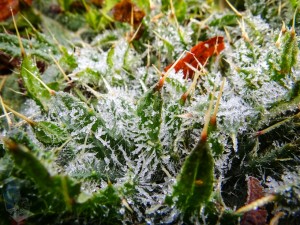 Frosted Thistle