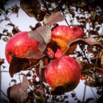 Frozen Apples