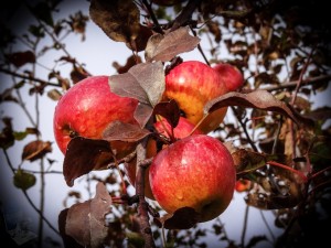 Frozen Apples