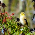 Seed Eating Goldfinch