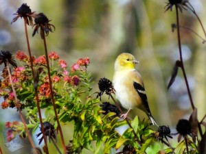 Seed Eating Goldfinch