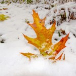 Leaf Fighting the Snow