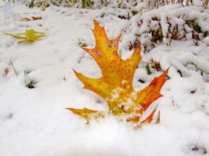 Leaf Fighting the Snow