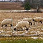 Warm Wool Coats