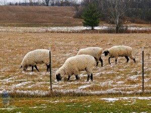 Warm Wool Coats