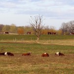 Herefords on a Warm November Day