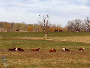 Herefords on a Warm November Day