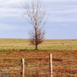 Late Fall Starkness