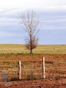 Late Fall Starkness