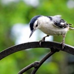 White-breasted Nuthatch