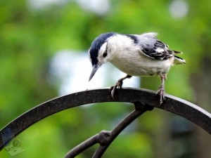 White-breasted Nuthatch