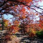 Oak Protective Branches