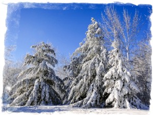 Snowy Morning