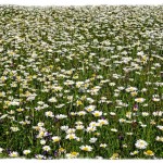 Field White with Daisies