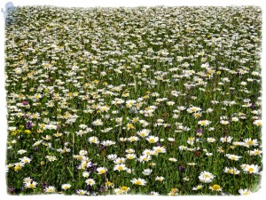 Field White with Daisies