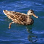 Swimming Duck