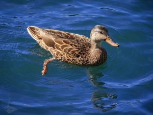 Swimming Duck