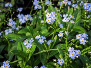 Tiny Forget-Me-Nots