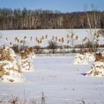 Snow Covered Corn Shocks