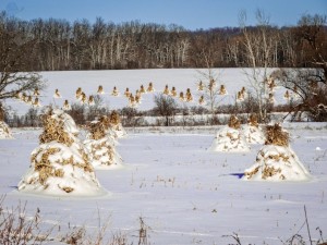 Snow Covered Corn Shocks