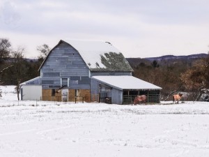 Out in the Frigid Winter