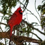 Male Cardinal