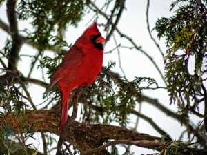 Male Cardinal