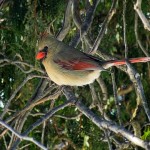 Female Cardinal