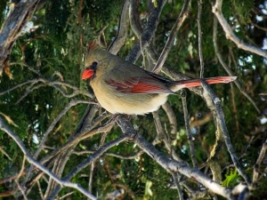 Female Cardinal