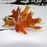 Leaves from the Mighty Oak