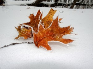 Leaves from the Mighty Oak