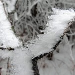 Frosted Branch