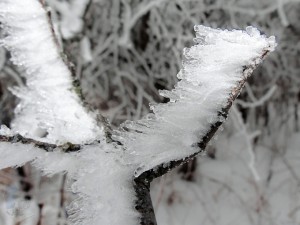 Frosted Branch