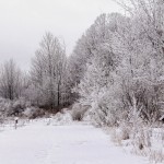 Frost Covered Landscape