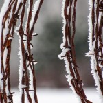 Bristly Barbwire